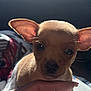 Pepe Hector Luis is registered to the contest to win money with this photo: puppy, dog, small_dog, cute, ears, pet, finger, hand, indoor, blanket, soft_light, animal, young_dog, close_up, brown_dog, curious, nibbling, cozy, domestic_animal, fur