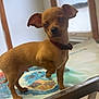 Pepe Hector Luis is registered to the contest to win money with this photo: dog, puppy, brown_dog, small_dog, collar, indoor, table, metal_table, window, white_wall, floor, pet, animal, standing, ears_up, short_fur, looking_down, cute, house, daylight