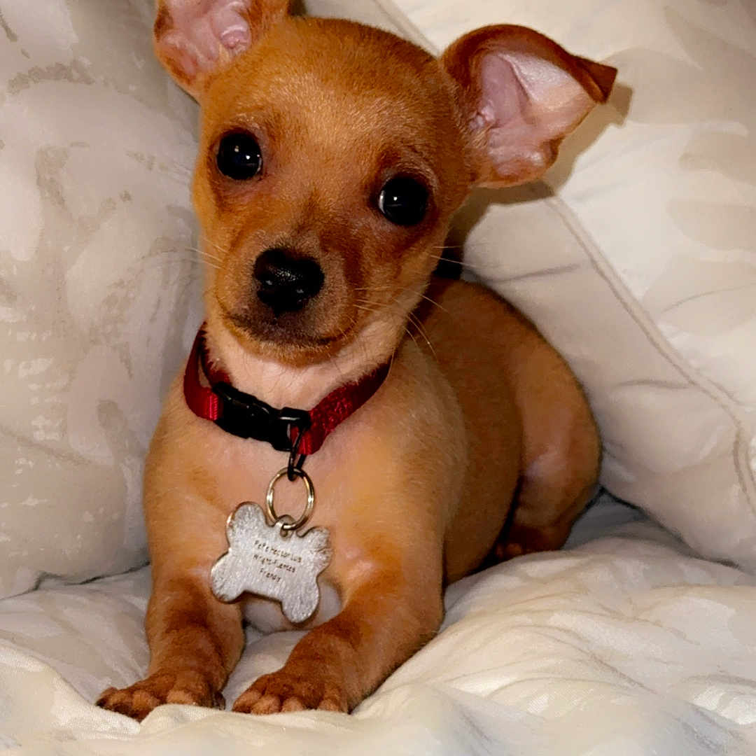 Pepe Hector Luis joined the competition — help win amazing prizes! adorable, animal, bed, blanket, collar, cozy, cute, dog, domestic_animal, ears, fur, indoor, lying_down, pet_tag, portrait, puppy, resting, small_dog, tan, young_dog