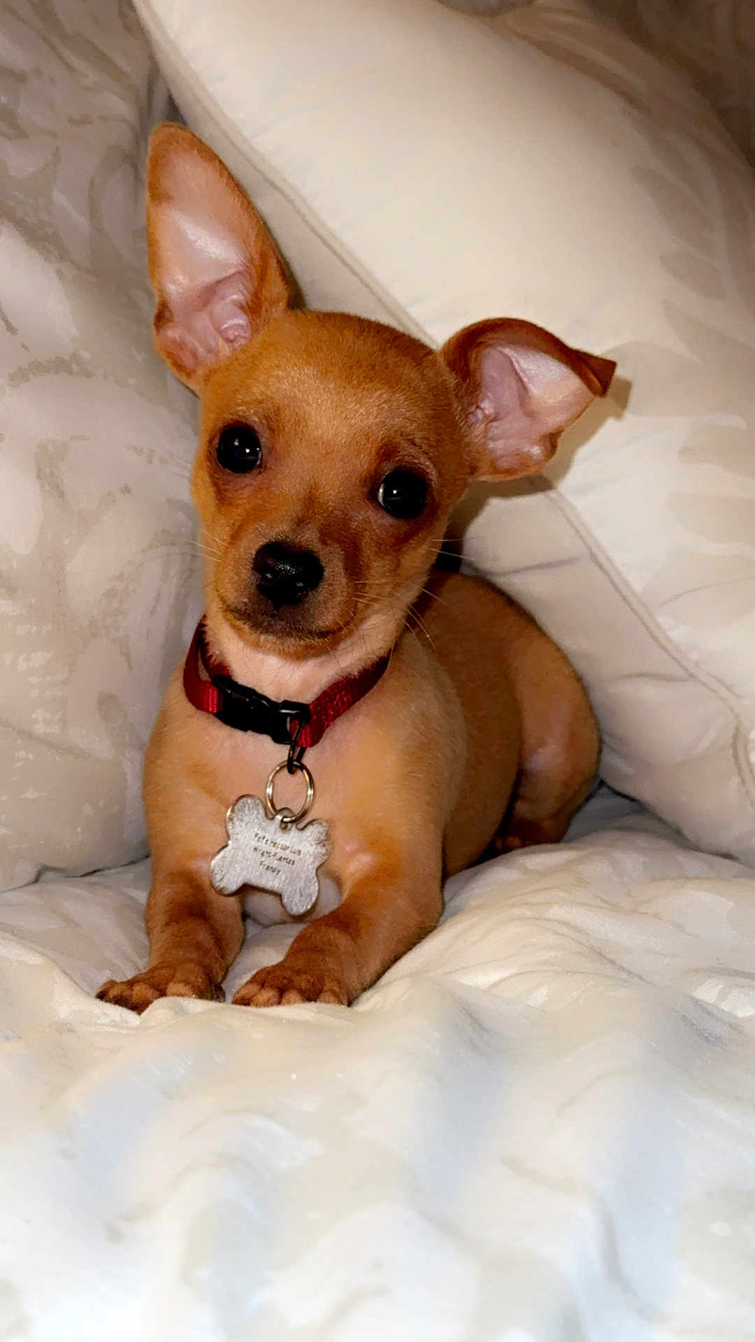 Pepe Hector Luis joined the competition — help win amazing prizes! puppy, dog, tan, small_dog, collar, pet_tag, blanket, cute, ears, lying_down, indoor, fur, animal, young_dog, bed, cozy, adorable, domestic_animal, resting, portrait