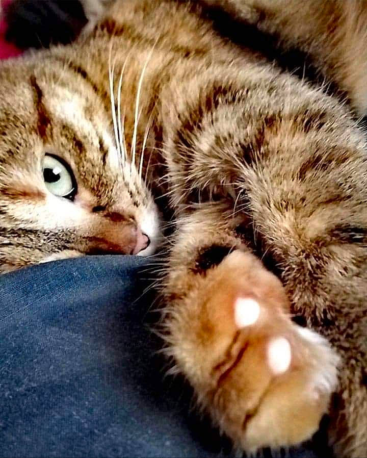 Xena a rejoint le concours — aidez-le/la à gagner de superbes lots ! aegean_cat, american_shorthair, asian, carnivore, cat, claw, domestic_short_haired_cat, dragon_li, european_shorthair, felidae, fur, kitten, nose, paw, photography, polydactyl_cat, small_to_medium_sized_cats, snout, tabby_cat, whiskers