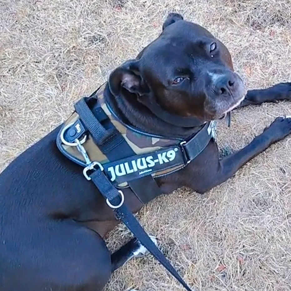 Loki participe au concours pour gagner de l'argent avec cette photo : dog, black_dog, lying_down, harness, leash, outdoor, grass, pet, canine, animal, resting, looking_up, close_up, summer, nature, domestic_animal, mammal, companionship, walking_gear, guard_dog