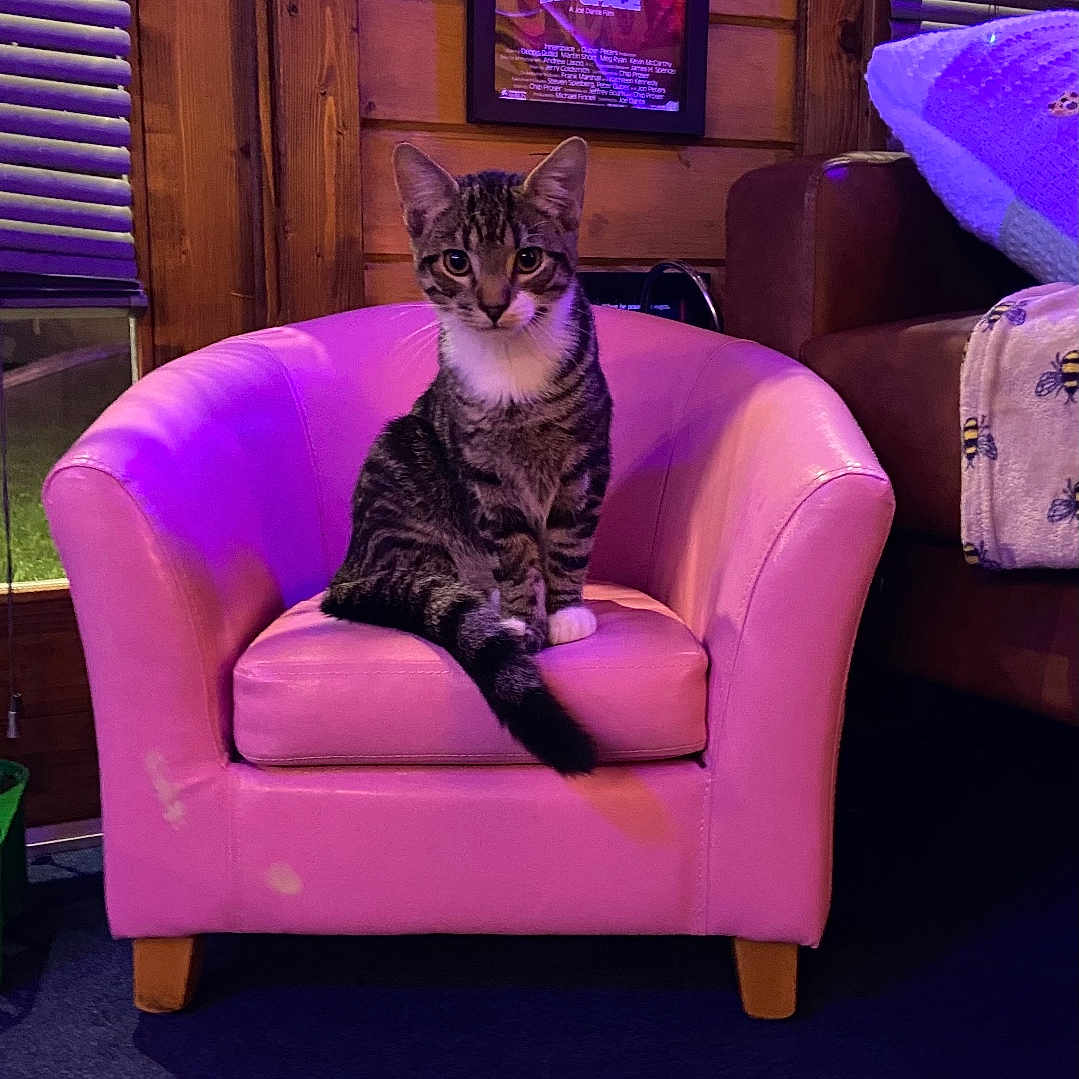 Mittens joined the competition — help win amazing prizes! animal, architecture, armchair, building, cat, chair, computerhardware, couch, electronics, furniture, hardware, indoors, interiordesign, livingroom, monitor, person, pet, purple, room, screen