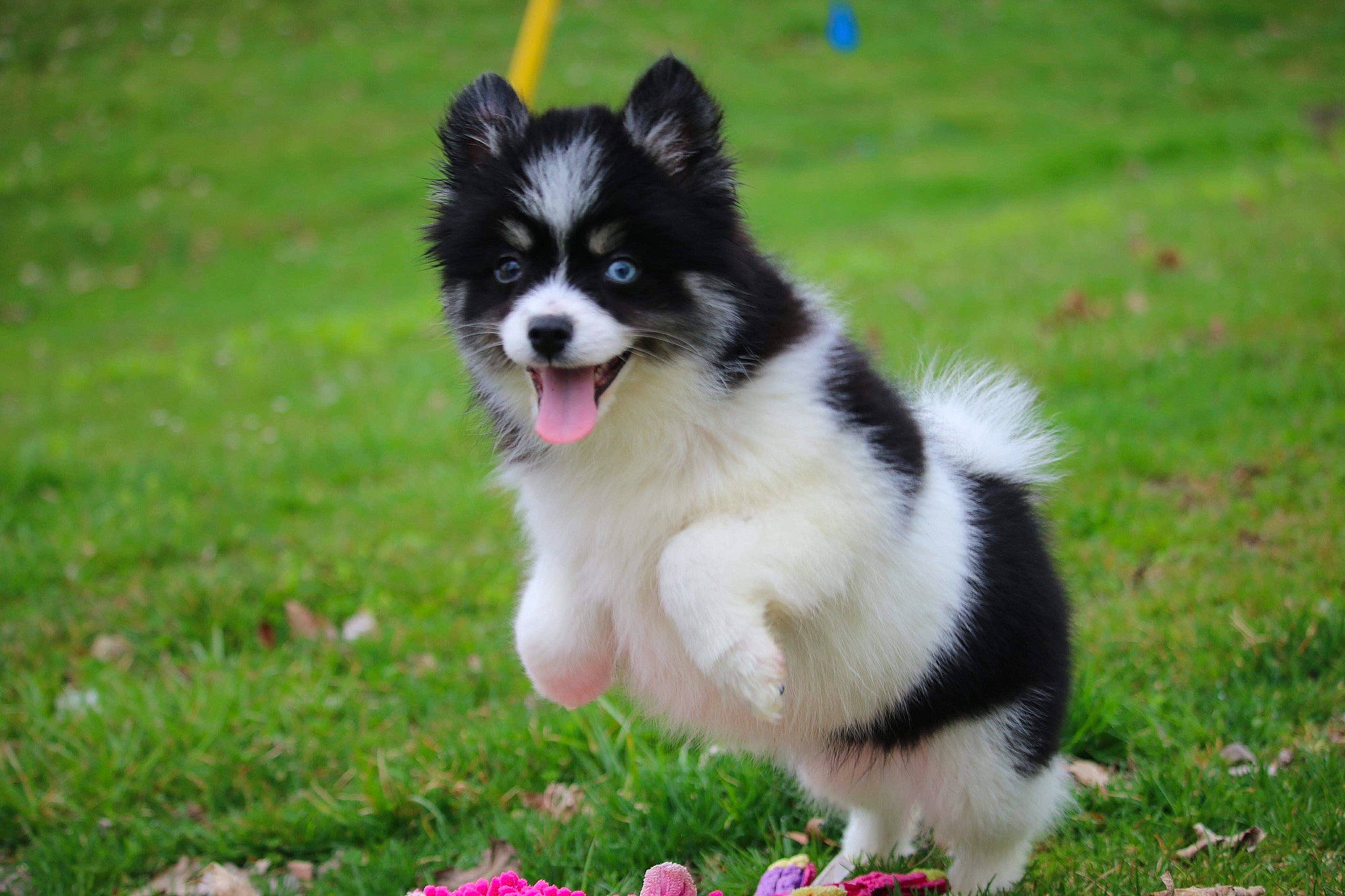 Kells is registered to the contest to win money with this photo: canidae, carnivore, companion_dog, dog, dog_breed, finnish_lapphund, mammal, pomeranian, puppy, rare_breed_dog, siberian_husky, sporting_group, vertebrate