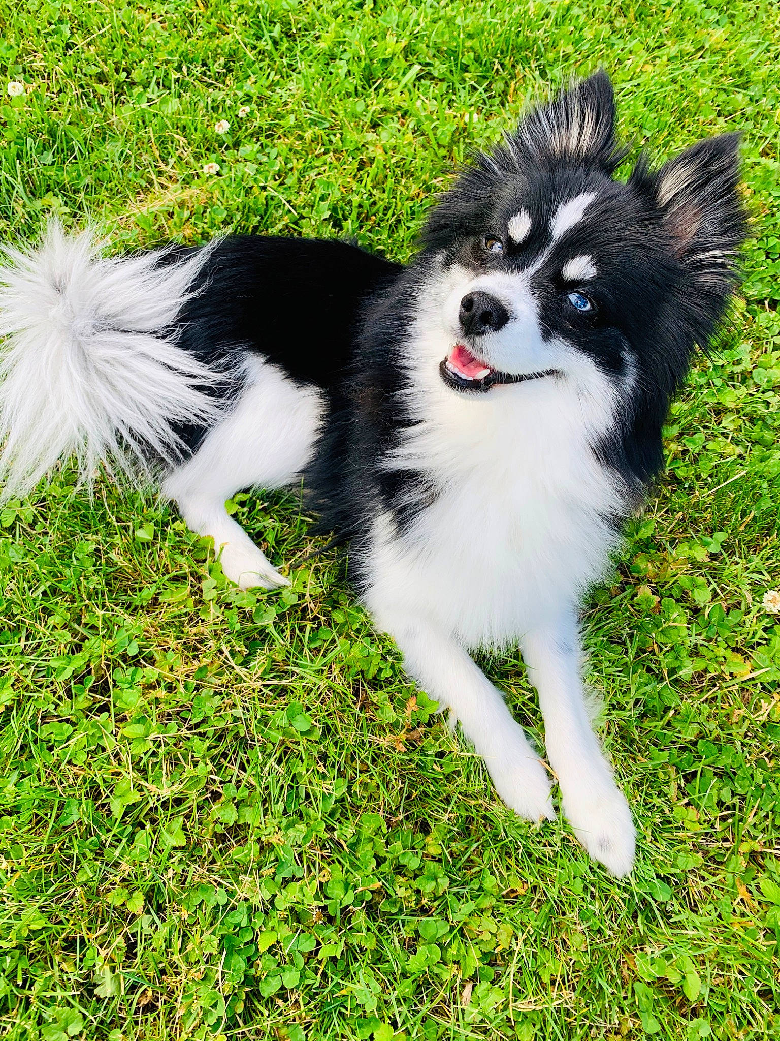 Kells joined the competition — help win amazing prizes! alaskan_klee_kai, alaskan_malamute, canidae, carnivore, companion_dog, dog, dog_breed, finnish_lapphund, grass, mammal, pomeranian, puppy, rare_breed_dog, siberian_husky, sporting_group, vertebrate