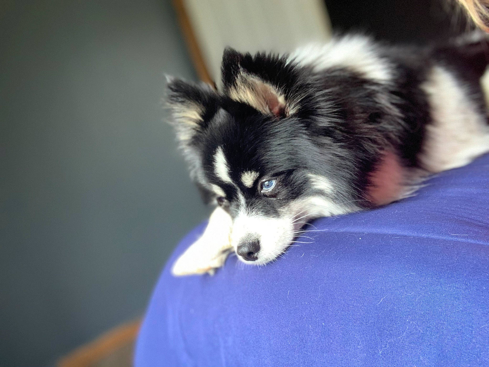 Kells joined the competition — help win amazing prizes! alaskan_klee_kai, alaskan_malamute, canadian_eskimo_dog, canidae, carnivore, companion_dog, dog, dog_breed, finnish_lapphund, fur, mammal, miniature_siberian_husky, puppy, rare_breed_dog, sakhalin_husky, siberian_husky, sled_dog, snout, sporting_group, vertebrate
