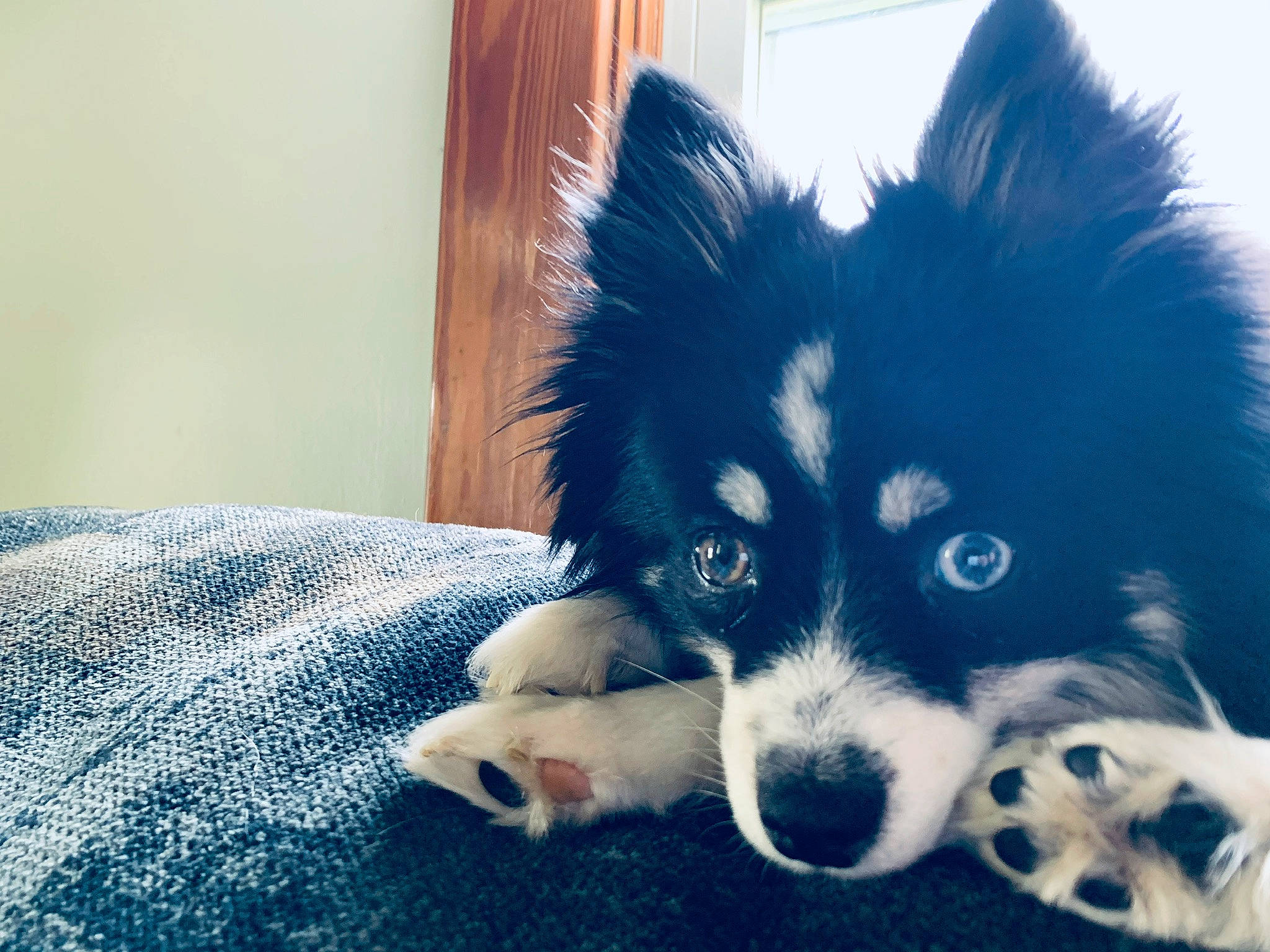 Kells joined the competition — help win amazing prizes! canidae, carnivore, companion_dog, dog, dog_breed, finnish_lapphund, fur, mammal, nose, puppy, siberian_husky, snout, vertebrate