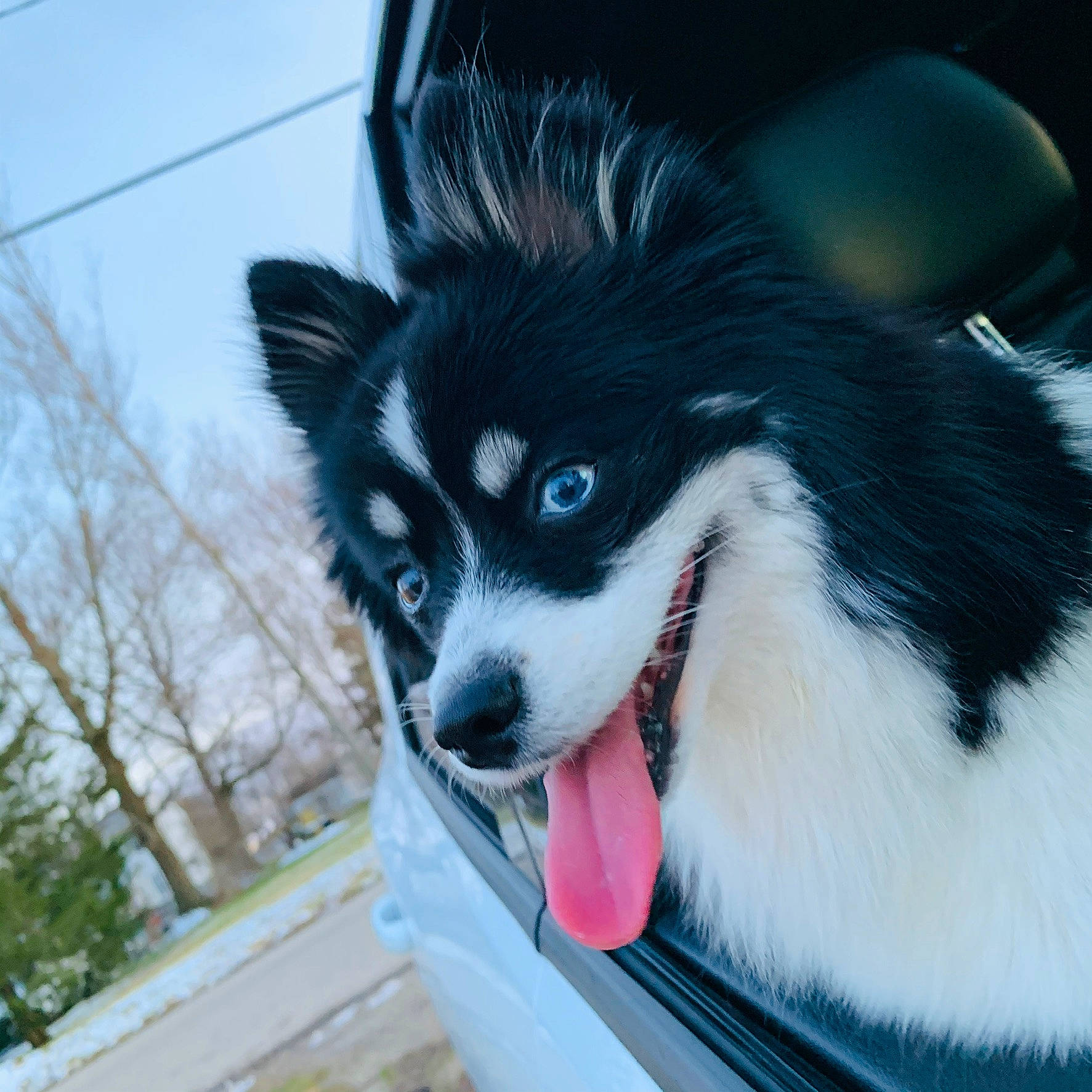 Kells joined the competition — help win amazing prizes! alaskan_klee_kai, alaskan_malamute, canadian_eskimo_dog, canidae, carnivore, dog, dog_breed, fur, mammal, miniature_siberian_husky, nose, puppy, rare_breed_dog, sakhalin_husky, siberian_husky, sled_dog, snout, sporting_group, vertebrate, working_dog