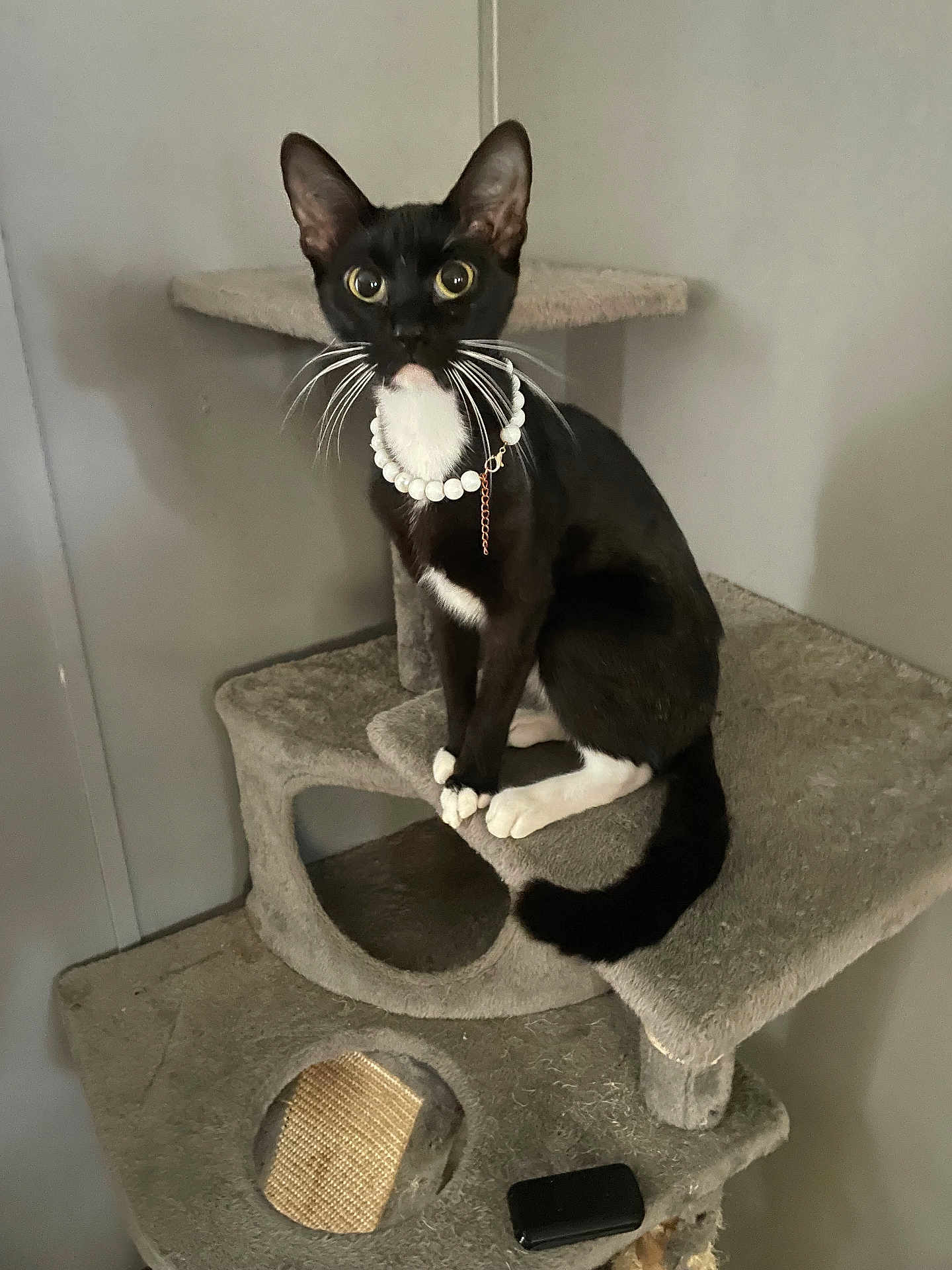 Sofia is registered to the contest to win money with this photo: cat, black_cat, white_paws, white_chest, pearl_necklace, cat_tree, indoor, pet, curious, feline, whiskers, ears, tail, sitting, looking, gray, fur, animal, domestic_cat, cute
