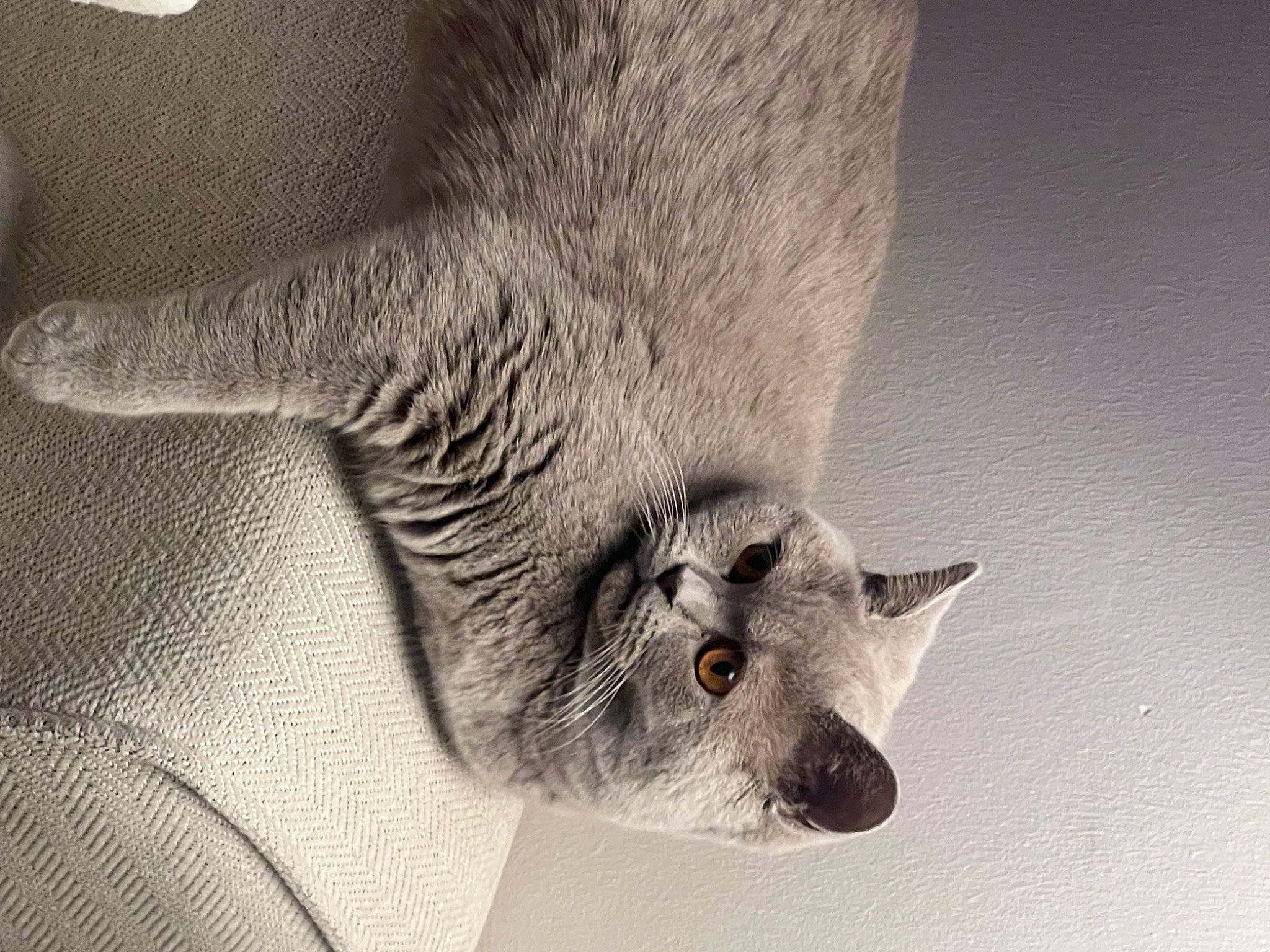 Nayla participe au concours pour gagner de l'argent avec cette photo : carnivore, cat, domestic_short_haired_cat, ear, felidae, fur, grey, macro_photography, monochrome, monochrome_photography, paw, small_to_medium_sized_cats, snout, tail, terrestrial_animal, whiskers, wildlife, wing, working_animal