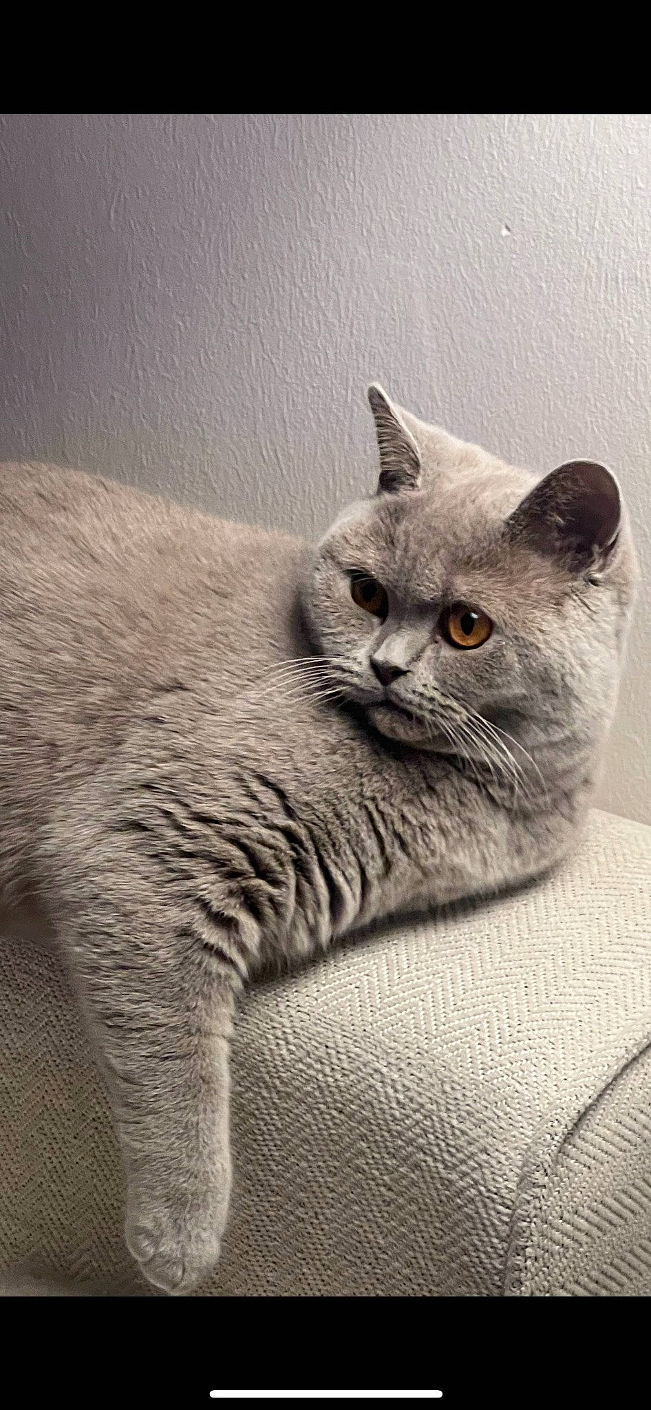 Nayla participe au concours pour gagner de l'argent avec cette photo : carnivore, cat, close_up, comfort, domestic_short_haired_cat, felidae, fur, grey, monochrome_photography, paw, small_to_medium_sized_cats, snout, tail, terrestrial_animal, whiskers