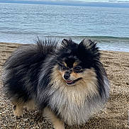 Livia a rejoint le concours — aidez-le/la à gagner de superbes lots ! dog, pomeranian, beach, pebbles, sea, water, cloudy_sky, outdoor, animal, fluffy, small_dog, fur, happy, nature, canine, pet, coast, waves, smiling, scenic
