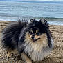 dog, pomeranian, beach, pebbles, sea, water, cloudy_sky, outdoor, animal, fluffy, small_dog, fur, happy, nature, canine, pet, coast, waves, smiling, scenic
