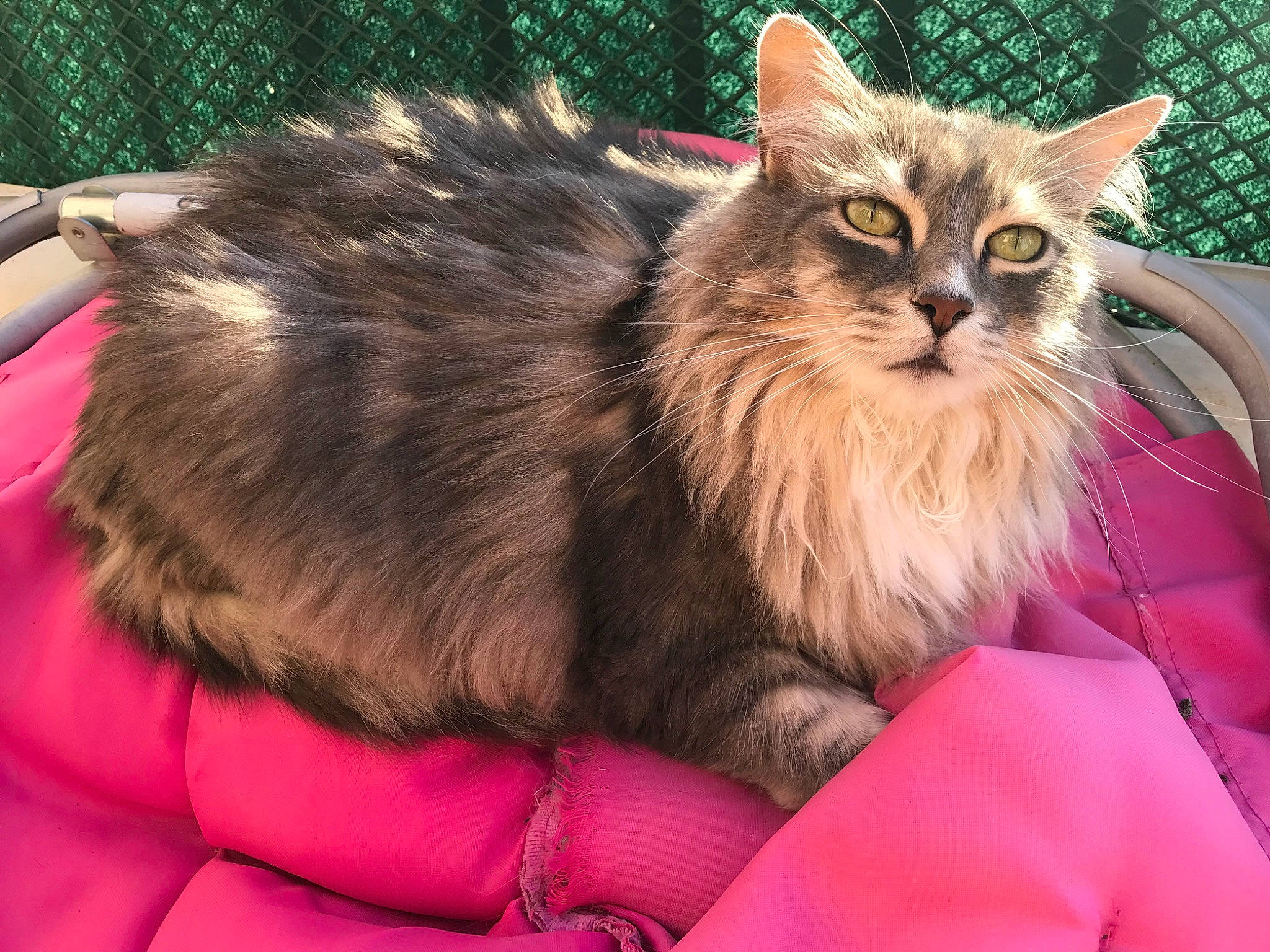 Minette a rejoint le concours — aidez-le/la à gagner de superbes lots ! american_bobtail, asian_semi_longhair, british_semi_longhair, carnivore, cat, cymric, domestic_long_haired_cat, felidae, fur, kitten, maine_coon, mammal, norwegian_forest_cat, persian, pixie_bob, ragamuffin, siberian, small_to_medium_sized_cats, vertebrate, whiskers