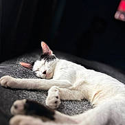 Daisy joined the competition — help win amazing prizes! animal, bed, black_and_white, bokeh, cat, close_up, cozy, cute, fur, indoor, nap, paw, pet, portrait, relaxed, shallow_depth_of_field, sleeping, sleeping_cat, soft_lighting, whiskers