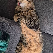 Smooki a rejoint le concours — aidez-le/la à gagner de superbes lots ! cat, tabby_cat, tongue_out, couch, gray_couch, relaxed, pet, animal, feline, indoor, fur, whiskers, paw, tail, cute, resting, playful, striped, domestic_cat, cozy