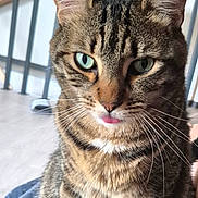 Smooki a rejoint le concours — aidez-le/la à gagner de superbes lots ! animal, cat, closeup, cute, domestic, ears, eyes, feline, floor, fur, home, indoor, pet, portrait, relaxed, sitting, striped, tabby, tongue_out, whiskers