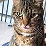 animal, cat, closeup, cute, domestic, ears, eyes, feline, floor, fur, home, indoor, pet, portrait, relaxed, sitting, striped, tabby, tongue_out, whiskers