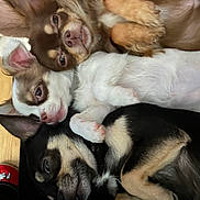 Blanche participe au concours pour gagner de l'argent avec cette photo : dog, chihuahua, puppy, sleepy, snuggling, fur, paw, cute, pet, animal, cozy, laying_down, close_up, indoor, resting, small_dog, brown_fur, black_fur, white_fur, relaxed