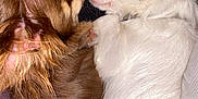 Blanche a rejoint le concours — aidez-le/la à gagner de superbes lots ! dog, puppy, snuggling, cute, sleeping, closeup, brown_dog, white_dog, fur, small_dog, pet, indoors, resting, animal, friendship, canine, nose_touching, cozy, ears, sleep