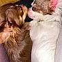 dog, puppy, snuggling, cute, sleeping, closeup, brown_dog, white_dog, fur, small_dog, pet, indoors, resting, animal, friendship, canine, nose_touching, cozy, ears, sleep