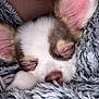 puppy, dog, sleeping, ears, blanket, closeup, fur, nose, cute, cozy, rest, pet, snuggle, soft, animal, young, indoors, comfort, relaxation, sleep