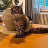 Arrow participe au concours pour gagner de l'argent avec cette photo : cat, tabby, fluffy, feline, pet, indoor, wooden_table, vase, plant, greenery, shadow, window, curtains, radiator, home, cozy, furniture, animal, sitting, portrait