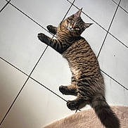 Arrow a rejoint le concours — aidez-le/la à gagner de superbes lots ! cat, tabby, fluffy, pet, animal, indoor, floor, tiled_floor, curious, looking_up, fur, whiskers, ears, tail, relaxed, cozy, rug, domestic, cute, mammal