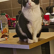 Mamoune a rejoint le concours — aidez-le/la à gagner de superbes lots ! abyssinian, animal, bottle, cat, closet, computer, cupboard, desk, electronics, furniture, hardwood, laptop, manx, pc, pet, plywood, shelf, table, waterbottle, wood