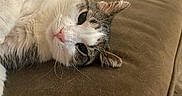 Izzy joined the competition — help win amazing prizes! cat, tabby, white, gray, pet, feline, animal, lying_down, couch, fur, whiskers, face, ears, close_up, indoor, relaxed, sleepy, soft, cozy, resting