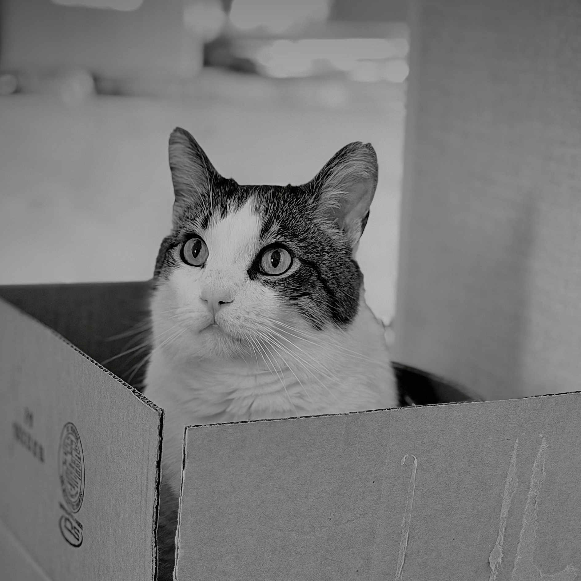 Izzy joined the competition — help win amazing prizes! cat, cardboard_box, pet, animal, curious, whiskers, indoor, feline, black_and_white, close_up, portrait, domestic_animal, cute, eyes, fur, box, looking_up, texture, sitting, still_life