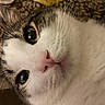 Izzy is registered to the contest to win money with this photo: cat, close_up, face, green_eyes, pink_nose, whiskers, tabby, white_fur, curious, pet, animal, feline, indoor, cute, portrait, fur, muzzle, nose, eyes