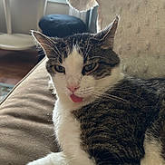 Izzy joined the competition — help win amazing prizes! cat, tongue_out, tabby, white_fur, indoor, couch, cozy, relaxed, pet, feline, whiskers, window, home, furniture, domestic, cute, animal, resting, close_up, playful