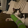 Izzy is registered to the contest to win money with this photo: cat, tabby_cat, pet, indoor, couch, pillow, plush_toy, brown, beige, striped, relaxed, paw, fur, whiskers, window, curtain, home, cozy, resting, furniture