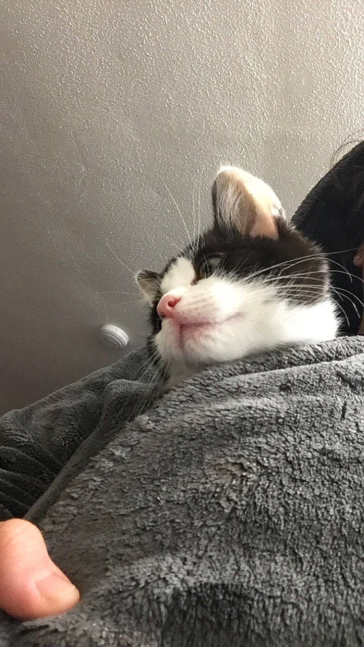 Milo is registered to the contest to win money with this photo: carnivore, cat, claw, cloud, comfort, domestic_short_haired_cat, felidae, foot, fur, grey, human_leg, nap, paw, sitting, sky, small_to_medium_sized_cats, snout, tail, whiskers, wood