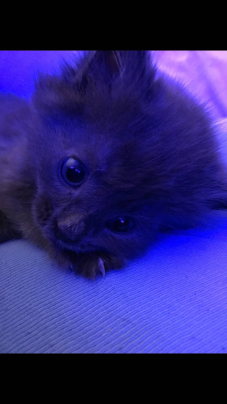 Ocean is registered to the contest to win money with this photo: carnivore, cat, claw, close_up, electric_blue, felidae, fur, magenta, paw, photo_caption, purple, small_to_medium_sized_cats, snout, terrestrial_animal, violet, whiskers