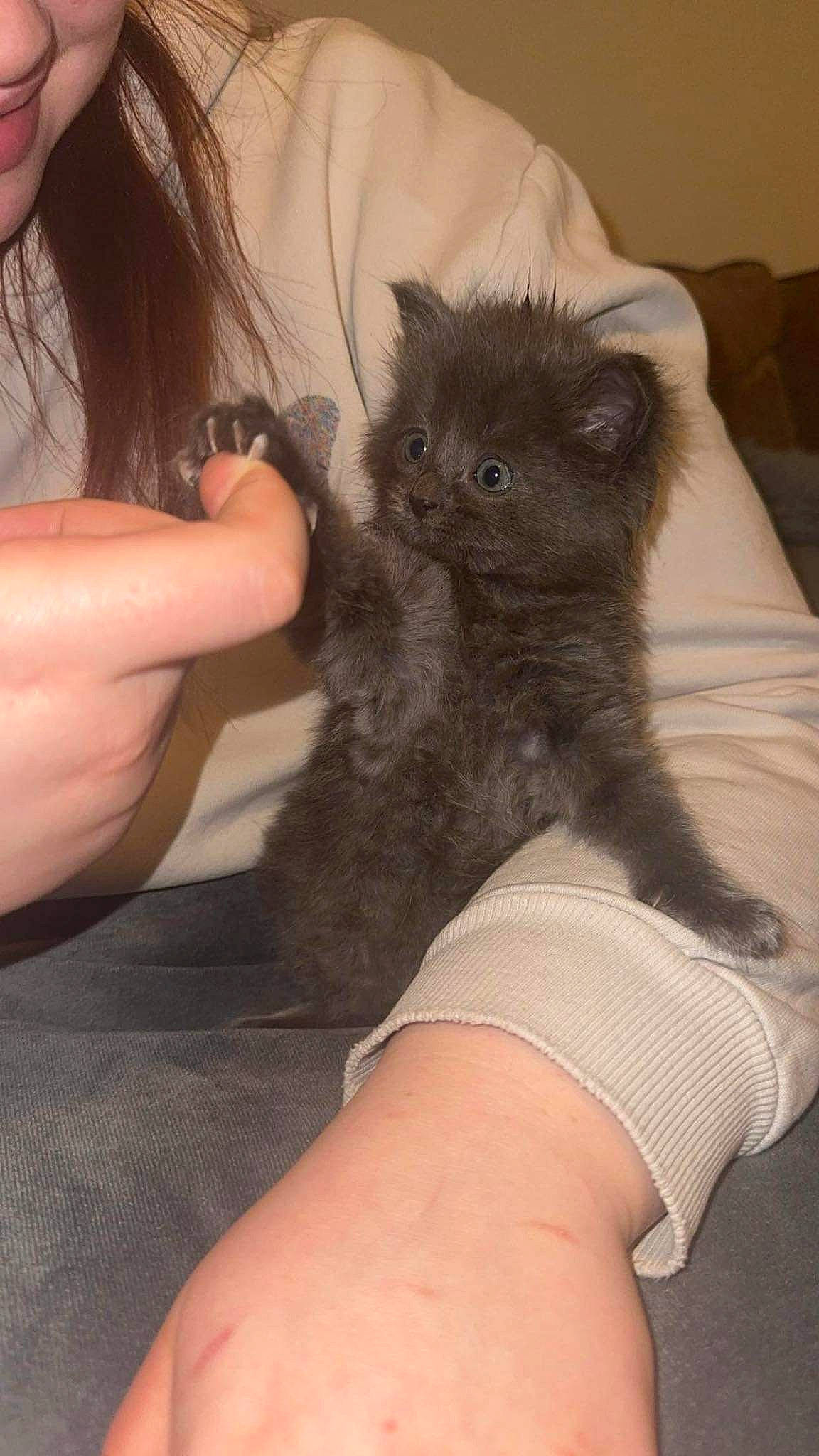 Ocean joined the competition — help win amazing prizes! black_cat, carnivore, cat, claw, comfort, companion_dog, dog_breed, fawn, felidae, finger, foot, gesture, human_leg, nail, small_to_medium_sized_cats, snout, terrestrial_animal, thigh, thumb, whiskers