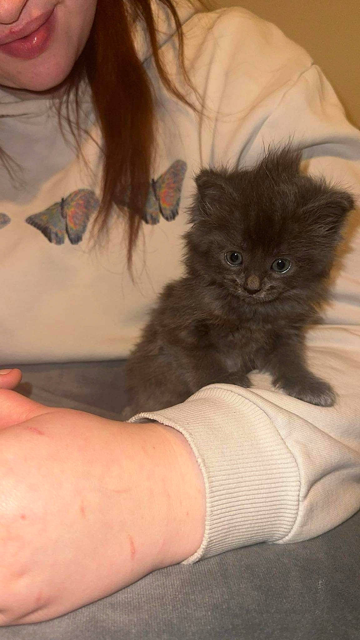 Ocean joined the competition — help win amazing prizes! carnivore, cat, chest, comfort, eyelash, fawn, felidae, finger, gesture, human_leg, leg, long_hair, nail, shoulder, skin, sleeve, small_to_medium_sized_cats, thigh, trunk, whiskers