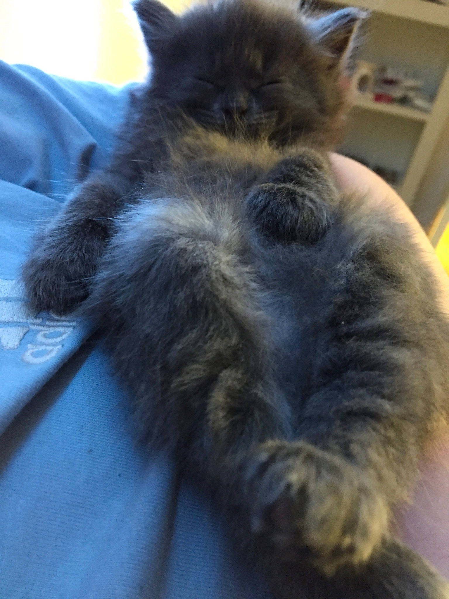 Ocean joined the competition — help win amazing prizes! british_longhair, carnivore, cat, claw, comfort, dog_breed, electric_blue, fawn, felidae, fur, nap, natural_material, paw, small_to_medium_sized_cats, snout, tail, terrestrial_animal, whiskers