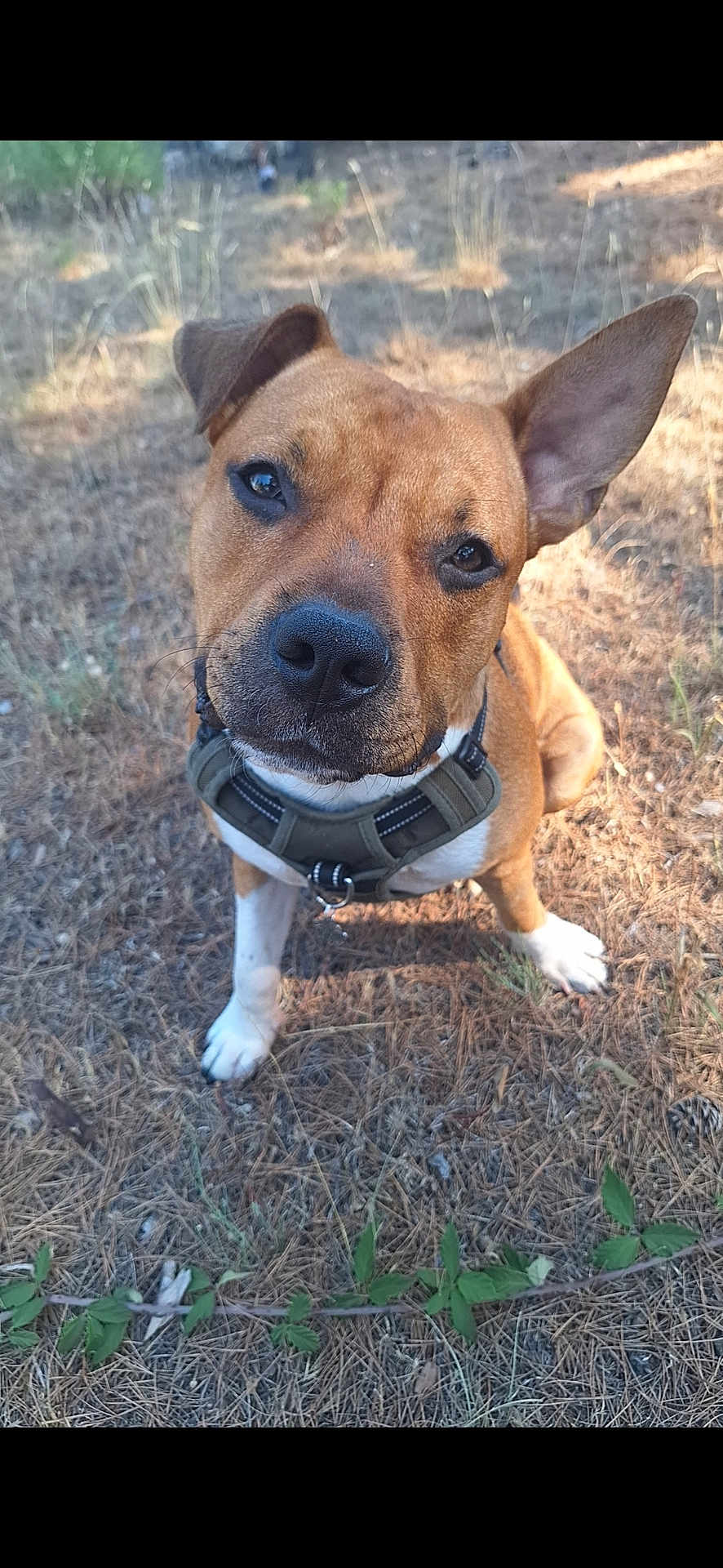 Unyx participe au concours pour gagner de l'argent avec cette photo : dog, outdoor, grass, pine_needles, nature, pet, canine, curious, brown_fur, white_paws, harness, close_up, animal, ear_up, sitting, daylight, snout, ground, leaf, forest_floor
