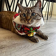 Khalessi a rejoint le concours — aidez-le/la à gagner de superbes lots ! cat, tabby_cat, pet, animal, festive, christmas, holiday, costume, bow, bell, collar, indoor, floor, wood_floor, chairs, furniture, portrait, close_up, whiskers, blue_eyes