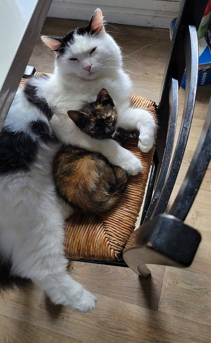 Bounty a rejoint le concours — aidez-le/la à gagner de superbes lots ! angora, animal, axe, basket, canine, cat, chair, device, dog, furniture, hardwood, homedecor, kitten, manx, person, pet, sleeping, tool, weapon, wood