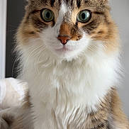 Saphir a rejoint le concours — aidez-le/la à gagner de superbes lots ! cat, fluffy, green_eyes, white_fur, brown_fur, tabby, pet, animal, indoor, bed, comfort, portrait, close_up, feline, whiskers, ears, cute, domestic, fur_pattern, sitting