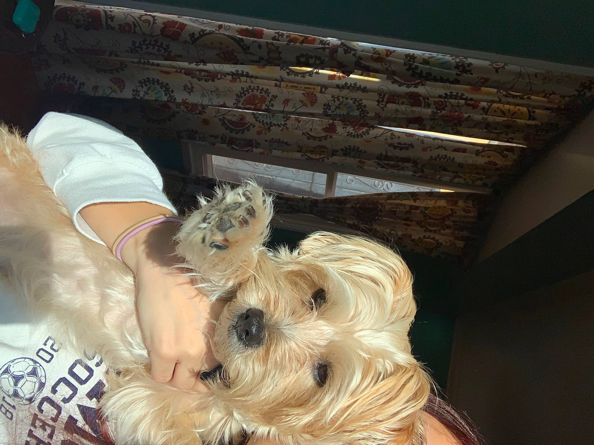 Luna joined the competition — help win amazing prizes! cairn_terrier, canidae, carnivore, companion_dog, dog, dog_breed, fur, morkie, non_sporting_group, norwich_terrier, puppy_love, schnoodle, skye_terrier, small_terrier, sporting_group, terrier, tibetan_terrier, toy_dog, west_highland_white_terrier, yorkshire_terrier