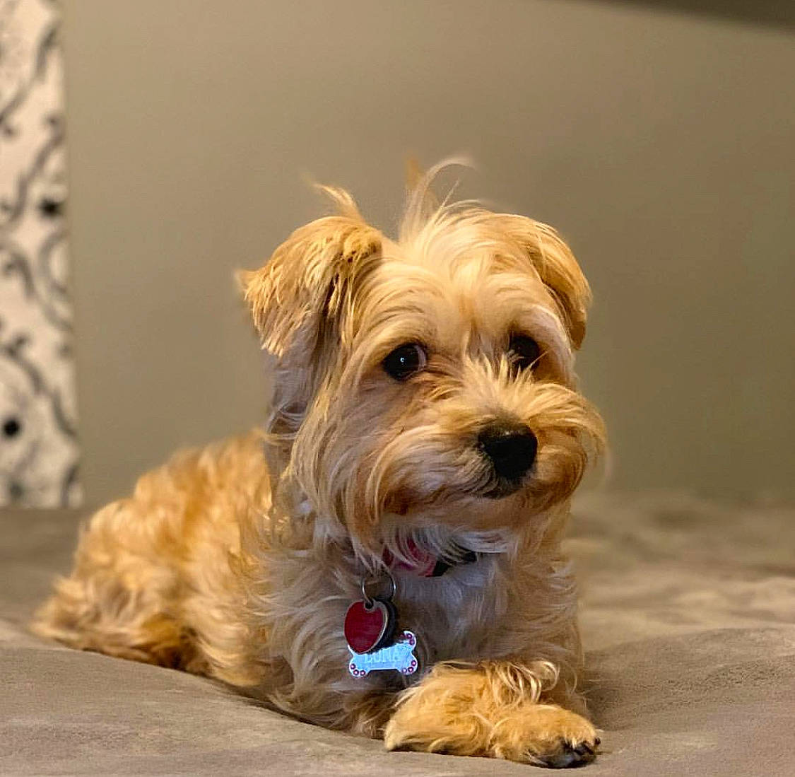 Luna is registered to the contest to win money with this photo: canidae, carnivore, companion_dog, dog, dog_breed, dutch_smoushond, glen_of_imaal_terrier, mammal, morkie, norfolk_terrier, puppy, rare_breed_dog, schnoodle, sealyham_terrier, small_terrier, snout, sporting_lucas_terrier, terrier, vertebrate, yorkshire_terrier