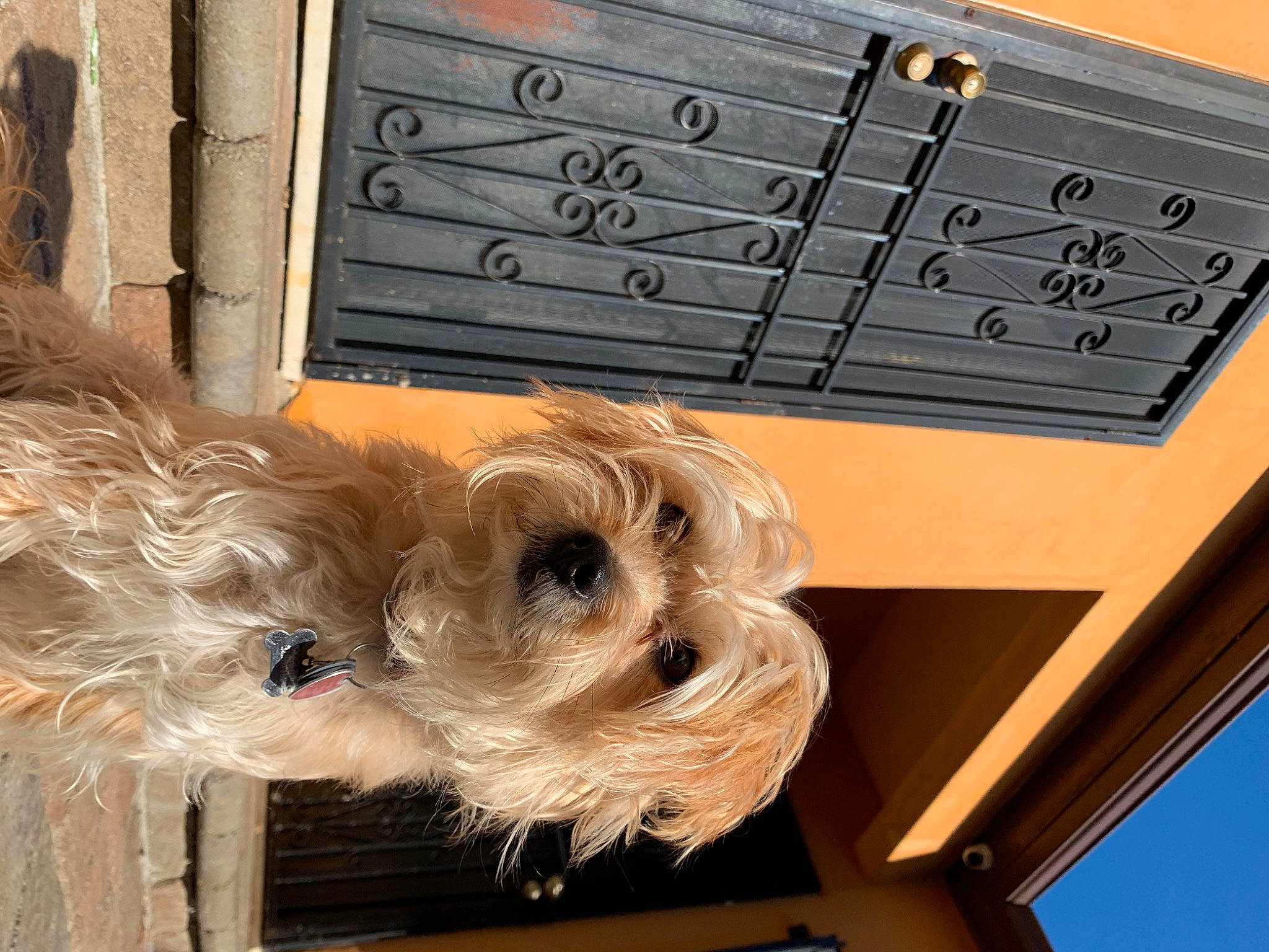 Luna is registered to the contest to win money with this photo: canidae, carnivore, companion_dog, dog, dog_breed, havanese, irish_soft_coated_wheaten_terrier, maltese, morkie, non_sporting_group, puppy, rare_breed_dog, schnoodle, small_terrier, sporting_group, sporting_lucas_terrier, terrier, tibetan_terrier, toy_dog, yorkshire_terrier