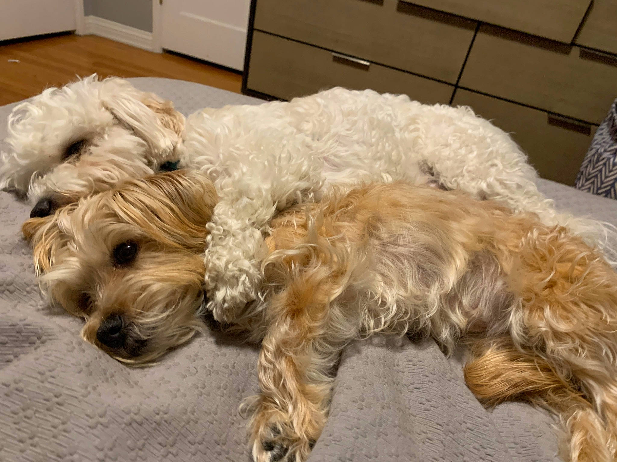 Luna is registered to the contest to win money with this photo: briquet_griffon_vendeen, canidae, carnivore, catalan_sheepdog, cockapoo, companion_dog, dog, dog_breed, dutch_smoushond, glen_of_imaal_terrier, mammal, poodle_crossbreed, puppy, schnoodle, small_terrier, sporting_group, sporting_lucas_terrier, terrier, tibetan_terrier, vertebrate