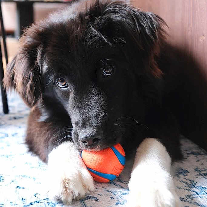 Baloo participe au concours pour gagner de l'argent avec cette photo : animal, black_fur, blurred_background, carpet, close_up, cute, dog, floor, fur, home, indoor, lying_down, person, pet, playing, portrait, puppy, toy_ball, white_paws, young_dog