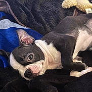 Jewels joined the competition — help win amazing prizes! animal, black_and_white, blanket, boston_terrier, canine, close_up, cozy, cute, dog, ears, fur, indoor, lying_down, pet, puppy, relaxed, resting, sleepy, snout, young