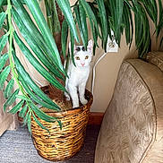 Trishia Travis joined the competition — help win amazing prizes! cat, plant, wicker_pot, green_leaves, indoor, curious, white_cat, black_spots, peeking, cozy, beige_wall, electrical_outlet, cushion, floral_pattern, floor, carpet, furniture, home, pet, hiding